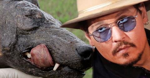 Johnny Depp Chupacabra Attack