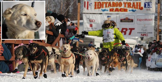 //may sled dog iditarod wide landov