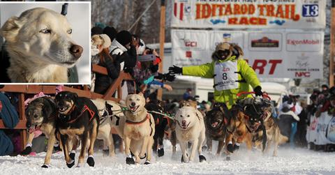 //may sled dog iditarod wide landov