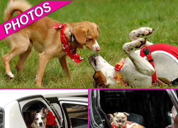 //doggy wedding facebook