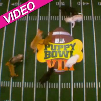 //puppy bowl super bowl