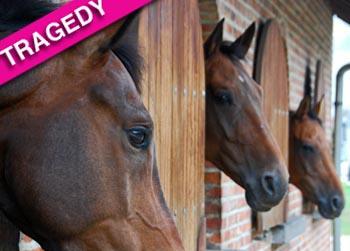 //horses fire new jersey