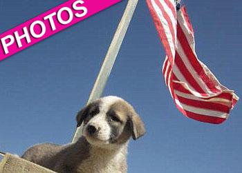 //puppy reunited wounded soldierafghanistan
