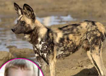 //toddler killed african dog