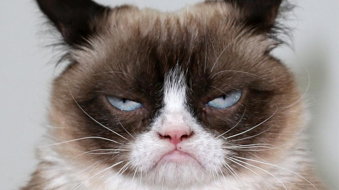 R.I.P. Grumpy Cat: The Internet’s Favorite Fluffy Pet Has Died