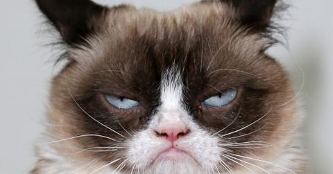 R.I.P. Grumpy Cat: The Internet’s Favorite Fluffy Pet Has Died