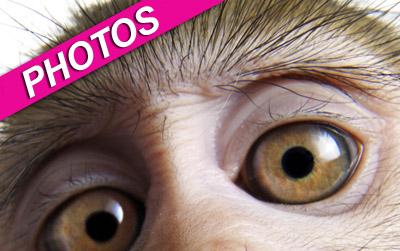 //exotic animals monkey