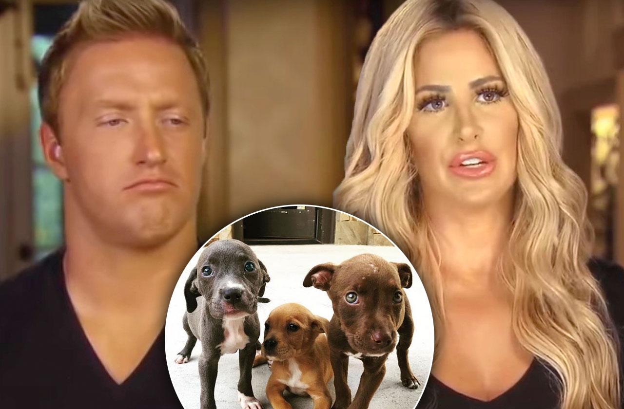 //kroy biermann kim zolciak foster dogs animal control report pp