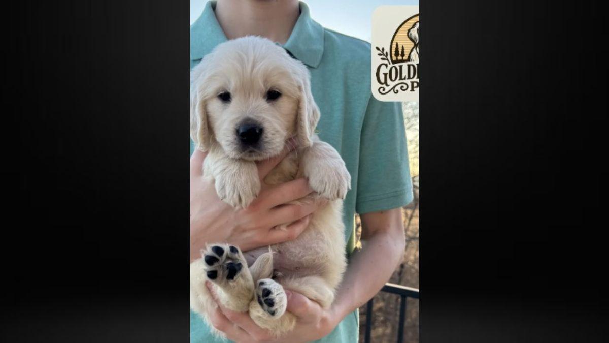 Anna Duggar frequently shows her children with the puppies on her business' Instagram.