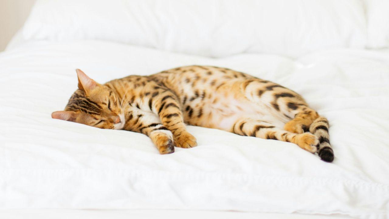 Photo of a cat