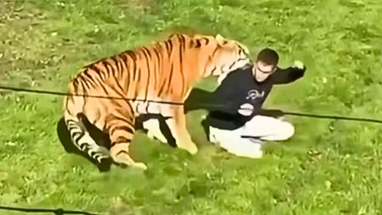 Image of tiger and the man killed