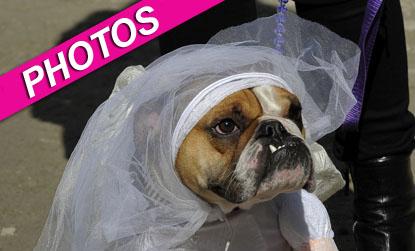 //halloween costumes dogs photos bulldog