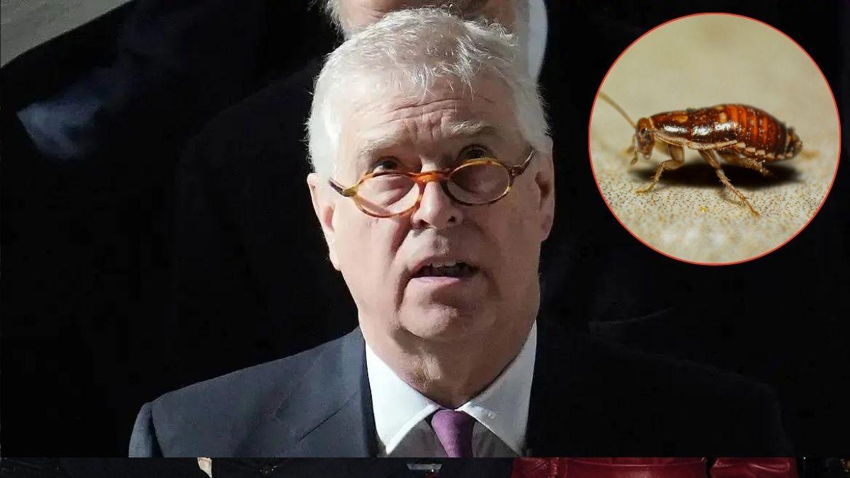 What a Pest! Andrew Windsor Leaves Taxpayers Fuming Again As They 'Face Bill for Bug Removal From His New Free Home'