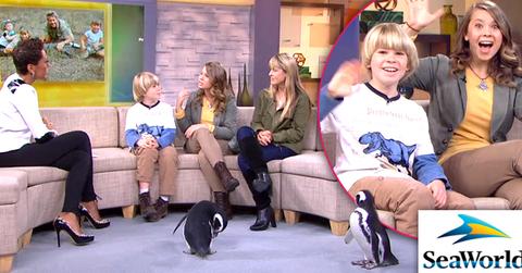 //bindi erwin joins seaworld spokeperson gma wide