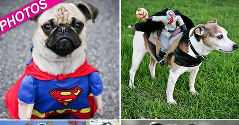 //halloween dogs wwwjohnchapplecom