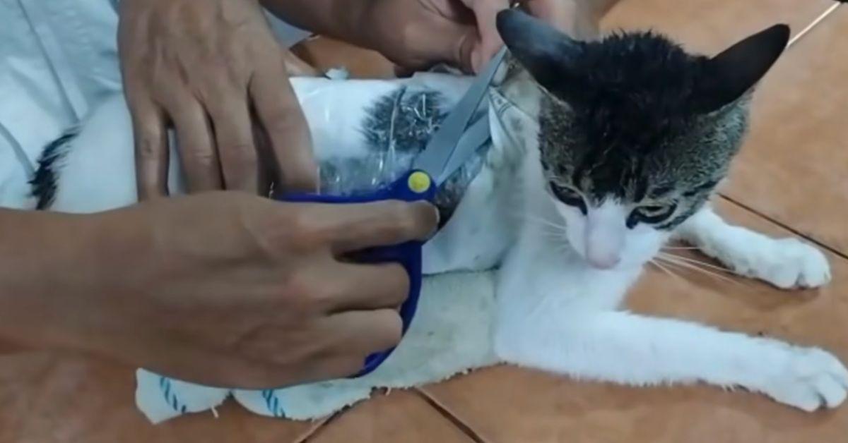 Photo of the cat