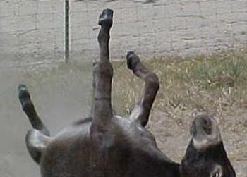 //donkey man sex hooker