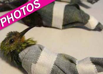 //hummingbird smuggler_