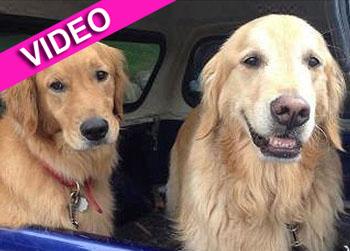 //hero dog save brother