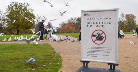 first case human bird flu child cats cases pp