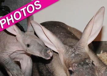 //adorable aardvark calf zoo