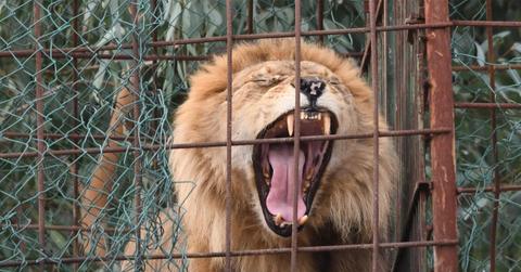 //female keeper mauled to death by lion at north carolina zoo pp