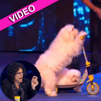 //howard stern dogs