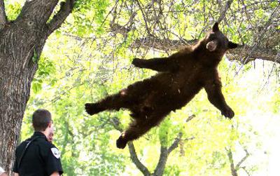 //falling bear accident andyduanncuinde post
