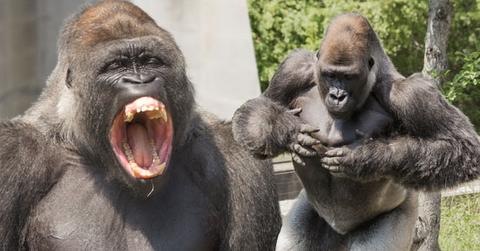 Arrested Ohio Men Acted Like Gorillas