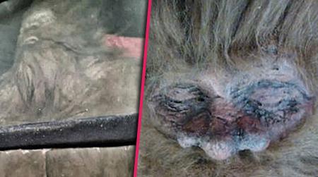 //big foot killer pp