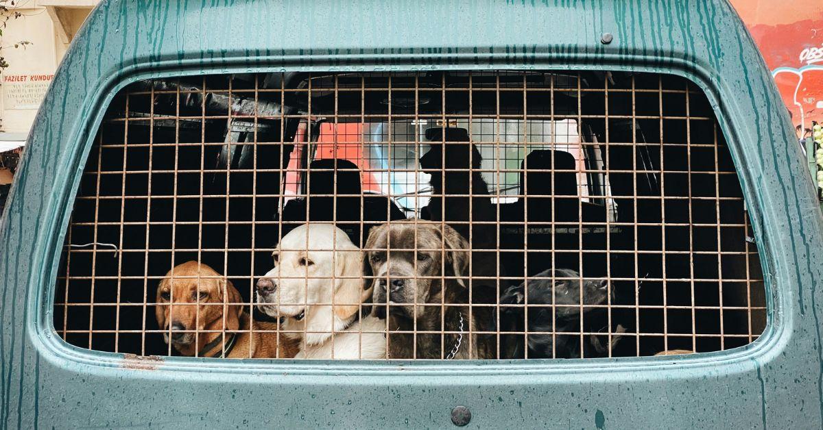 Rescue groups are rehabilitating more than 200 animals seized from a New York home.