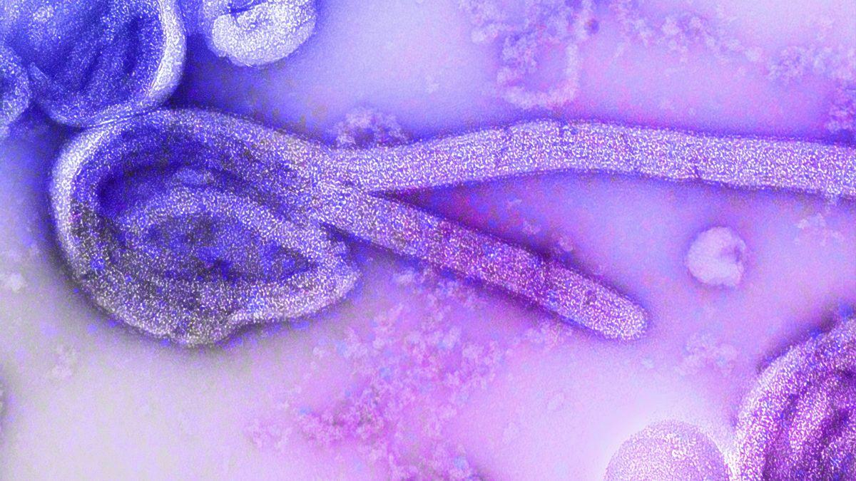 Dr. Peter Piot warned the Bundibugyo Ebola strain has the potential for a much wider outbreak.