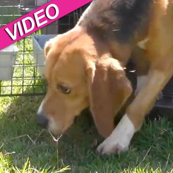 //beagles dogs rescued lab video