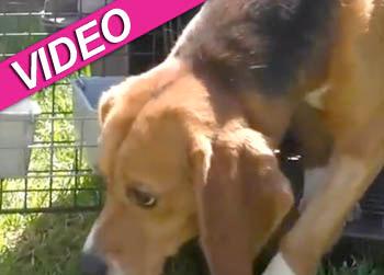 //beagles dogs rescued lab video