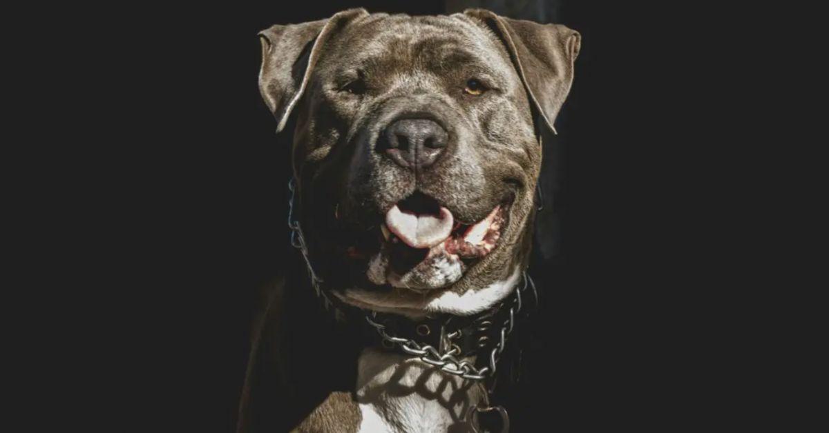 Photo of pitbull