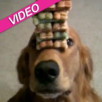 //golden retriever balance biscuits