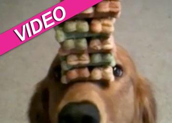 //golden retriever balance biscuits