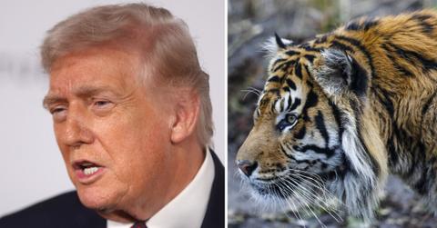 Trump posted footage from the fatal attack on Truth Social.