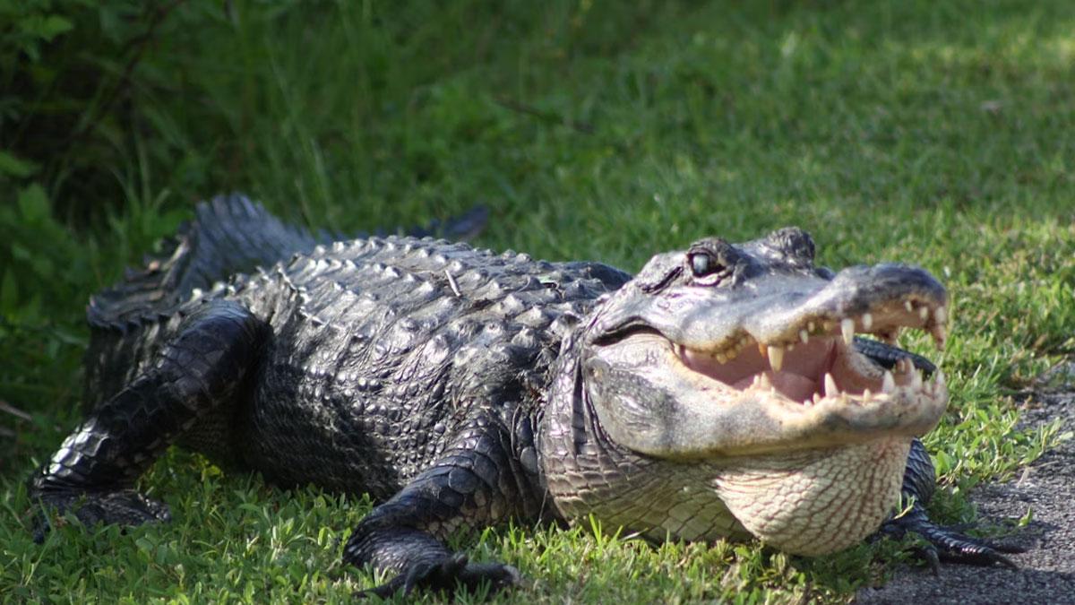 A photo of a crocodile