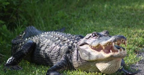 A photo of a crocodile