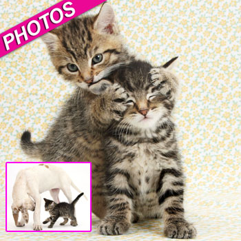 //kittens photos friends