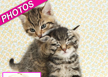 //kittens photos friends