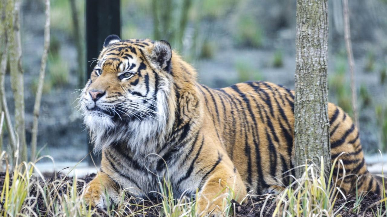 The man climbed into the enclosure while witnesses tried to stop him.