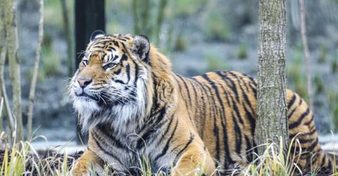 The man climbed into the enclosure while witnesses tried to stop him.