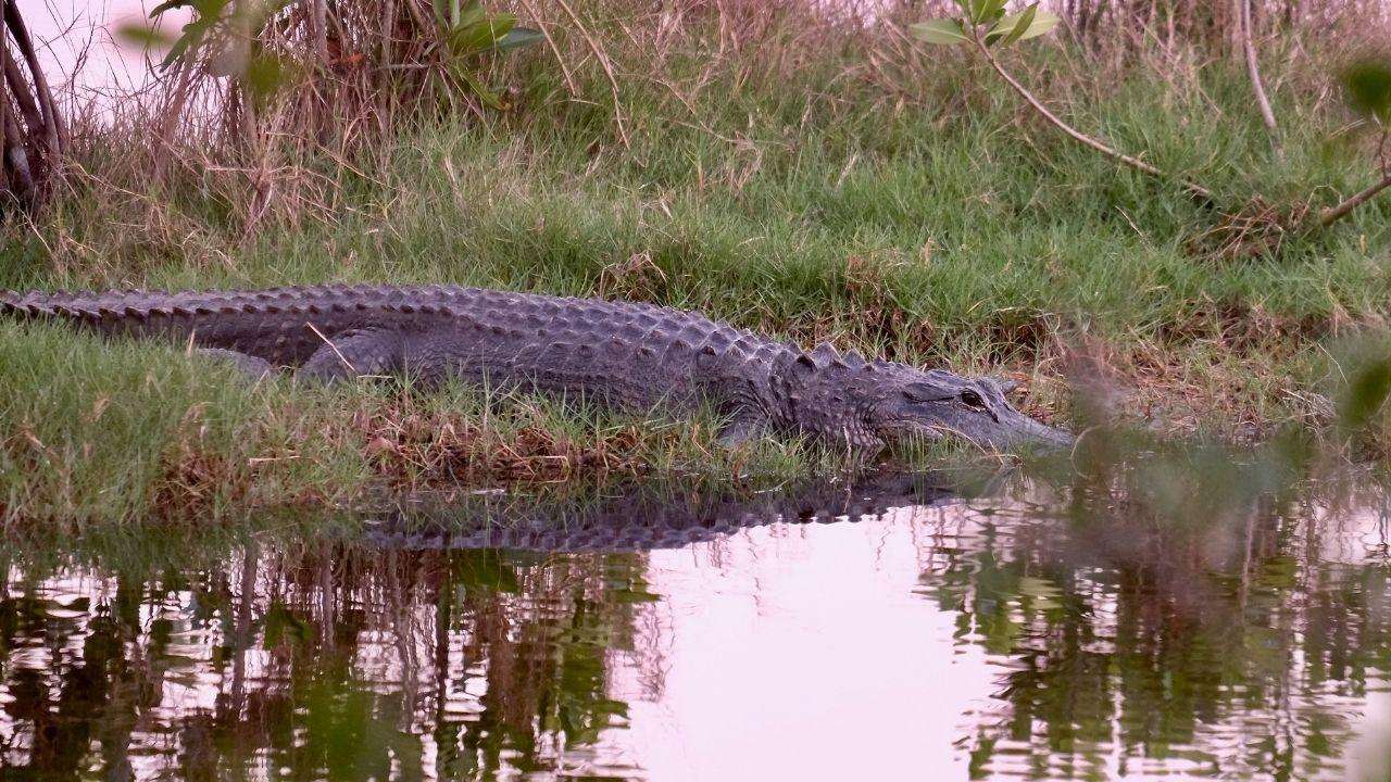 Photo of an alligator