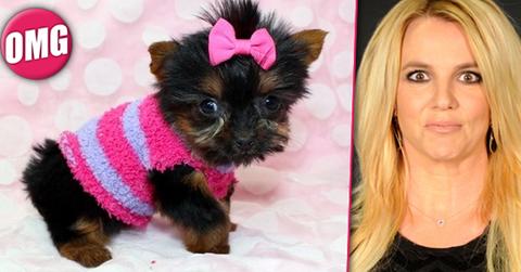 //britney spears shops k micro teacup yorkie puppy wide