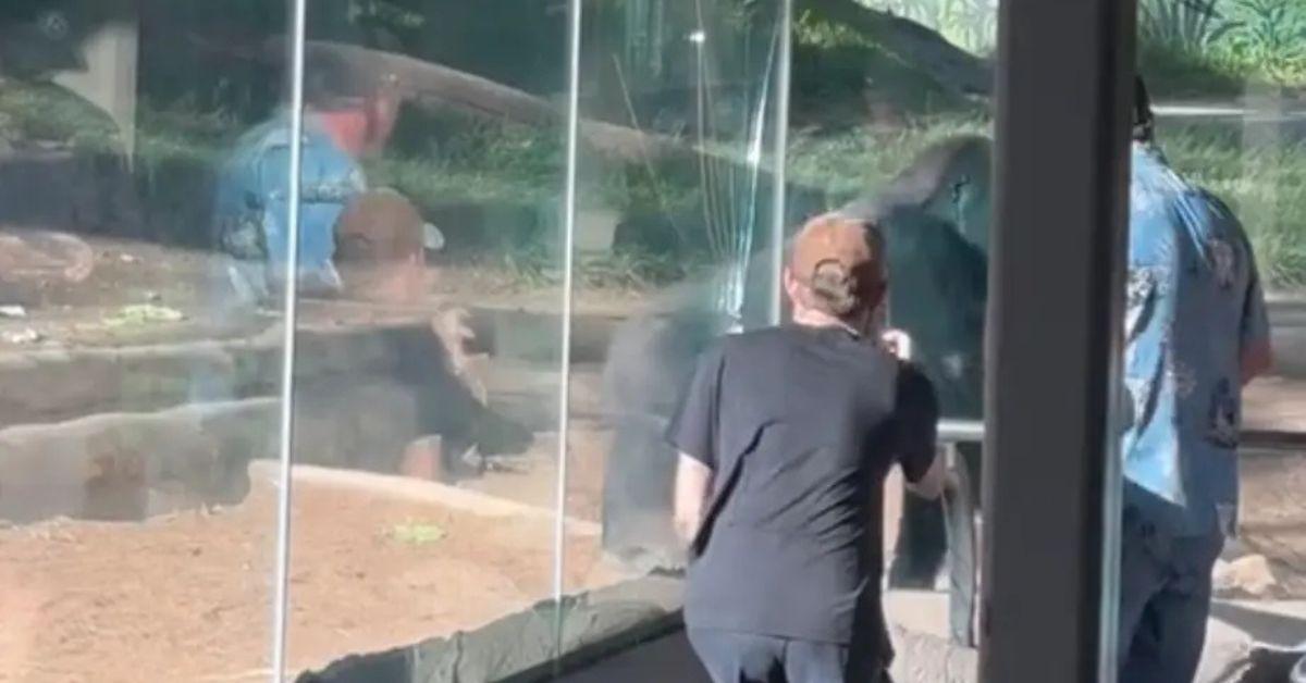 Denny the Gorilla