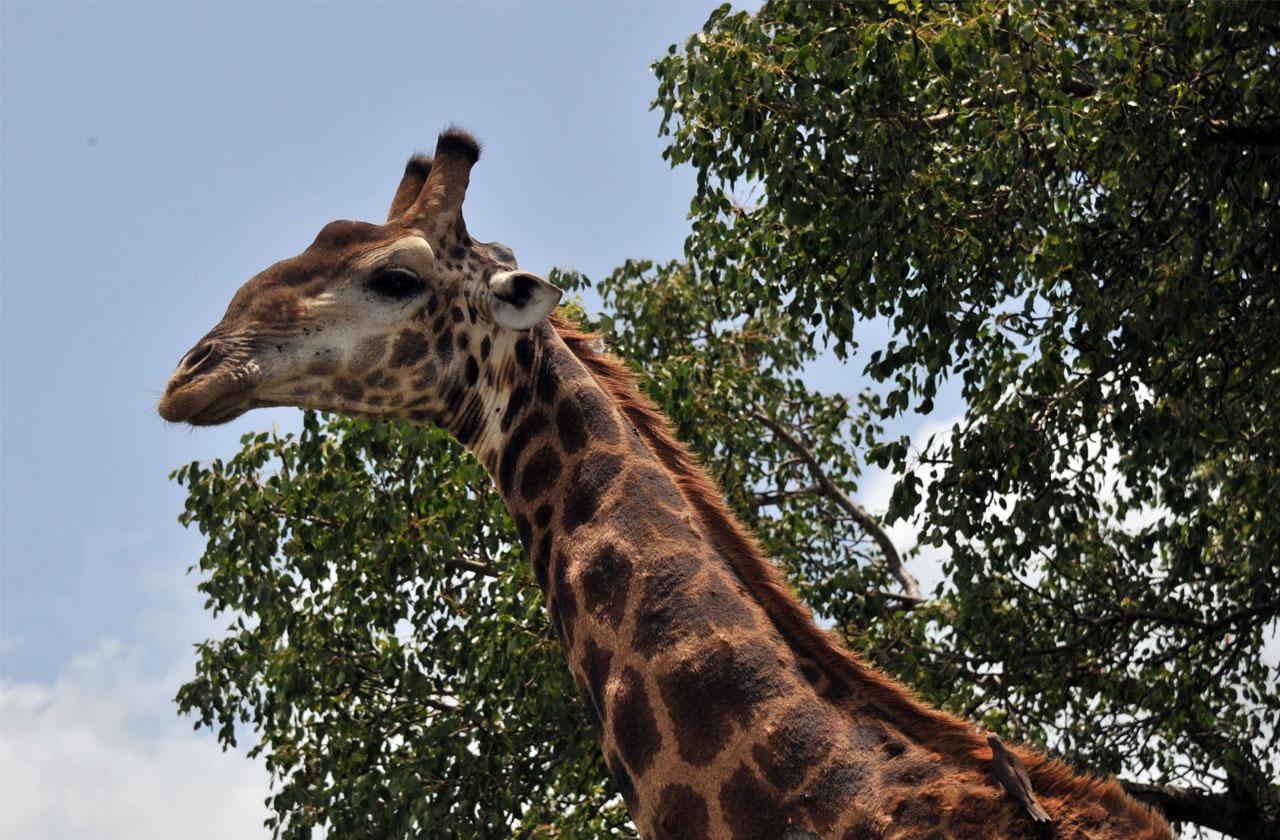 American Woman Kills Rare Black Giraffe In South Africa 