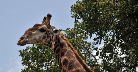 Woman Kills Black Giraffe South Africa