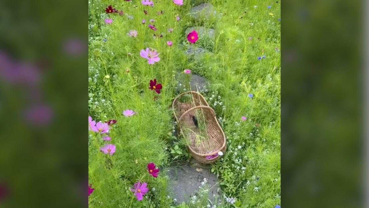 Photo of floral field